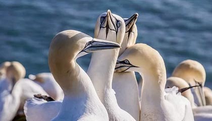 下载开云-【录像解析】经典犯规事件与规则重新解读，犯规术语