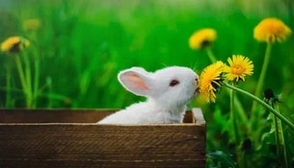 下载开云-【录像解析】经典犯规事件与规则重新解读，犯规术语