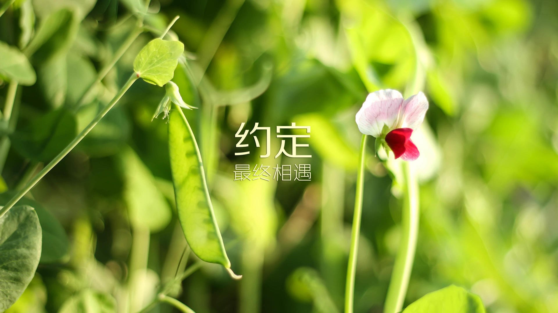 加西亚强调德布劳内在国家队中的关键作用。，加西亚vs德文哈尼