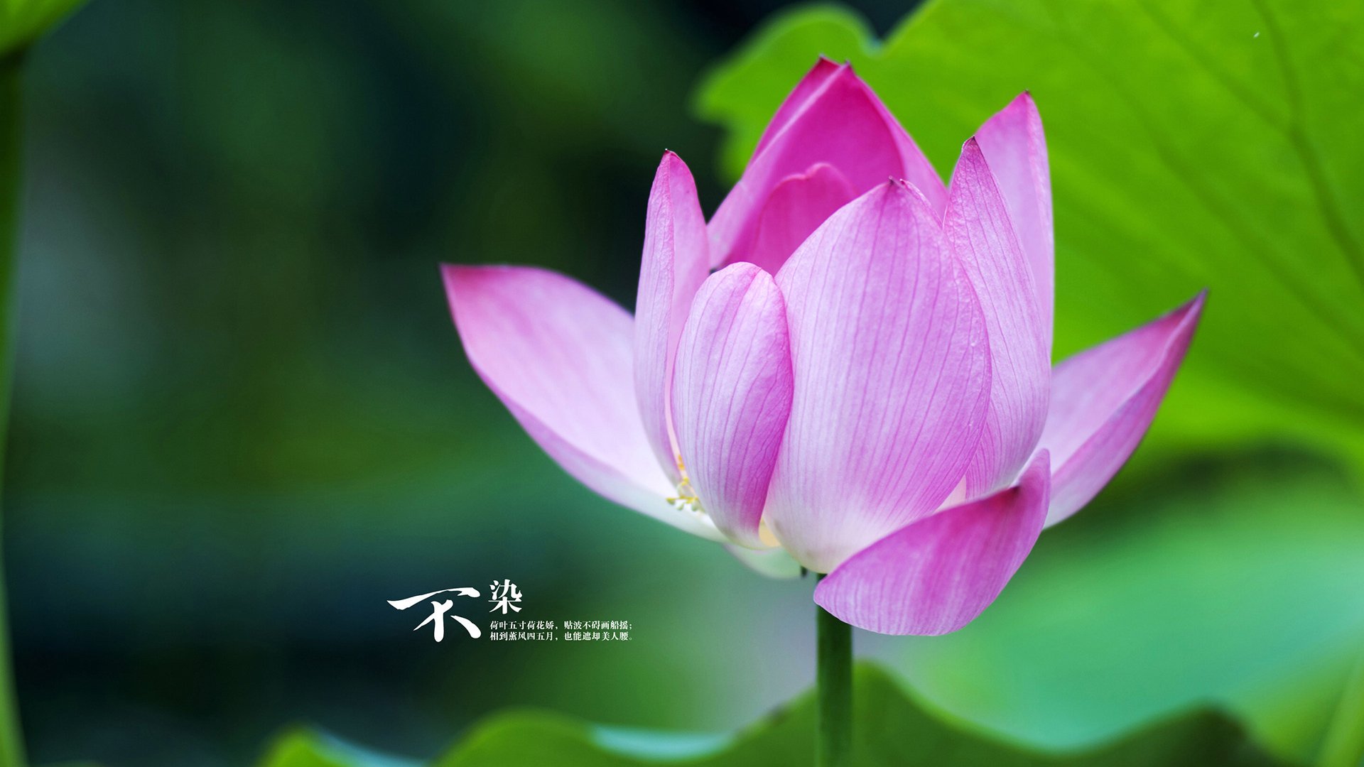 开云APP下载-拜仁-力克皇马,净胜球令球迷振奋士气大增,效力过皇马和拜仁的球员